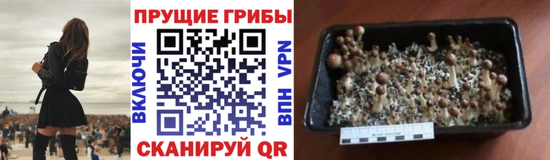 Псилоцибиновые грибы прущие грибы  Аткарск 